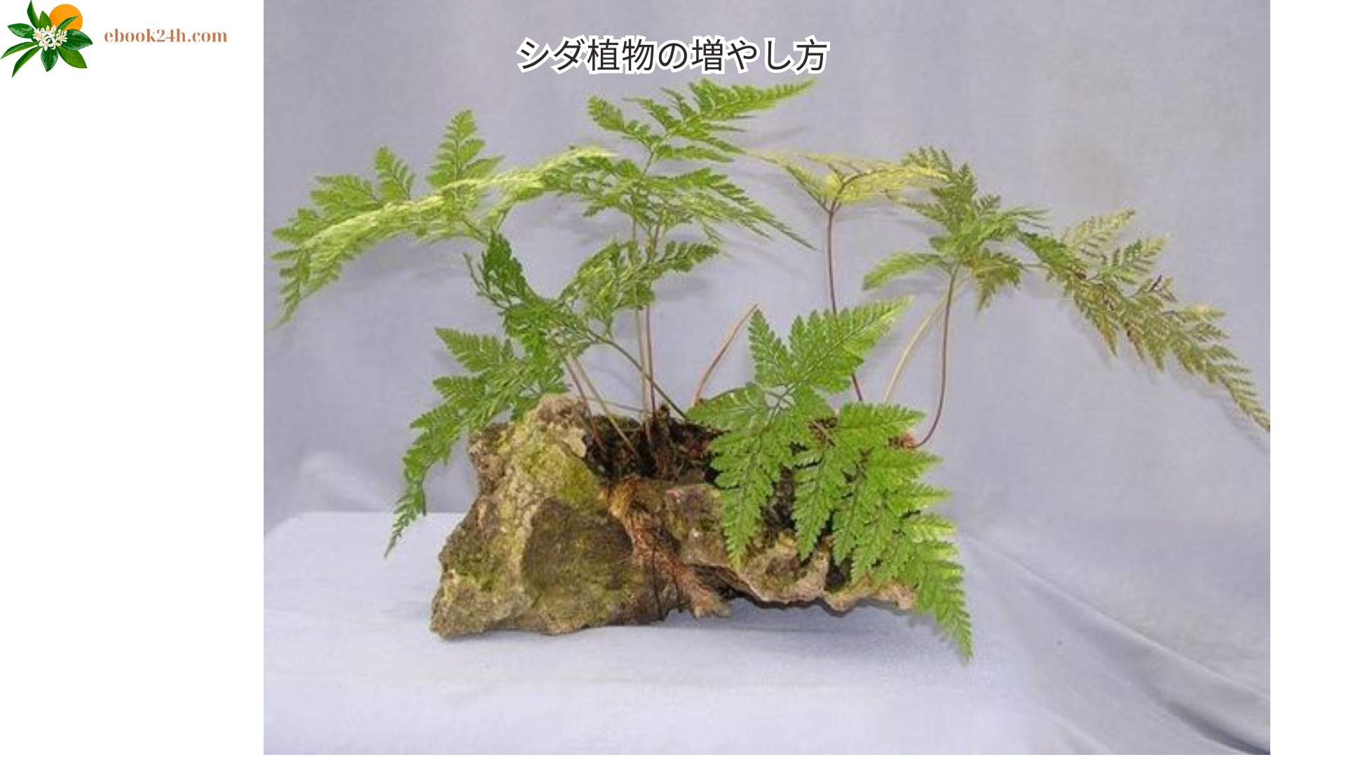 シダ植物の増やし方