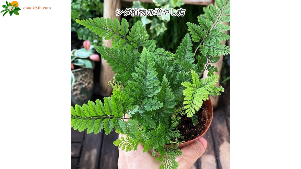 シダ植物の増やし方