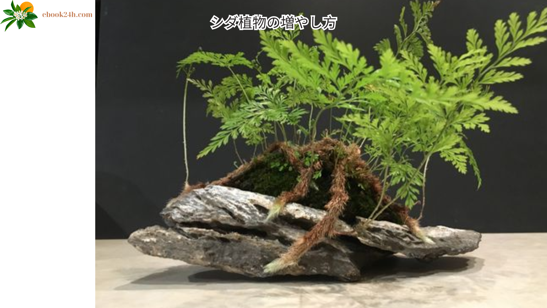 シダ植物の増やし方