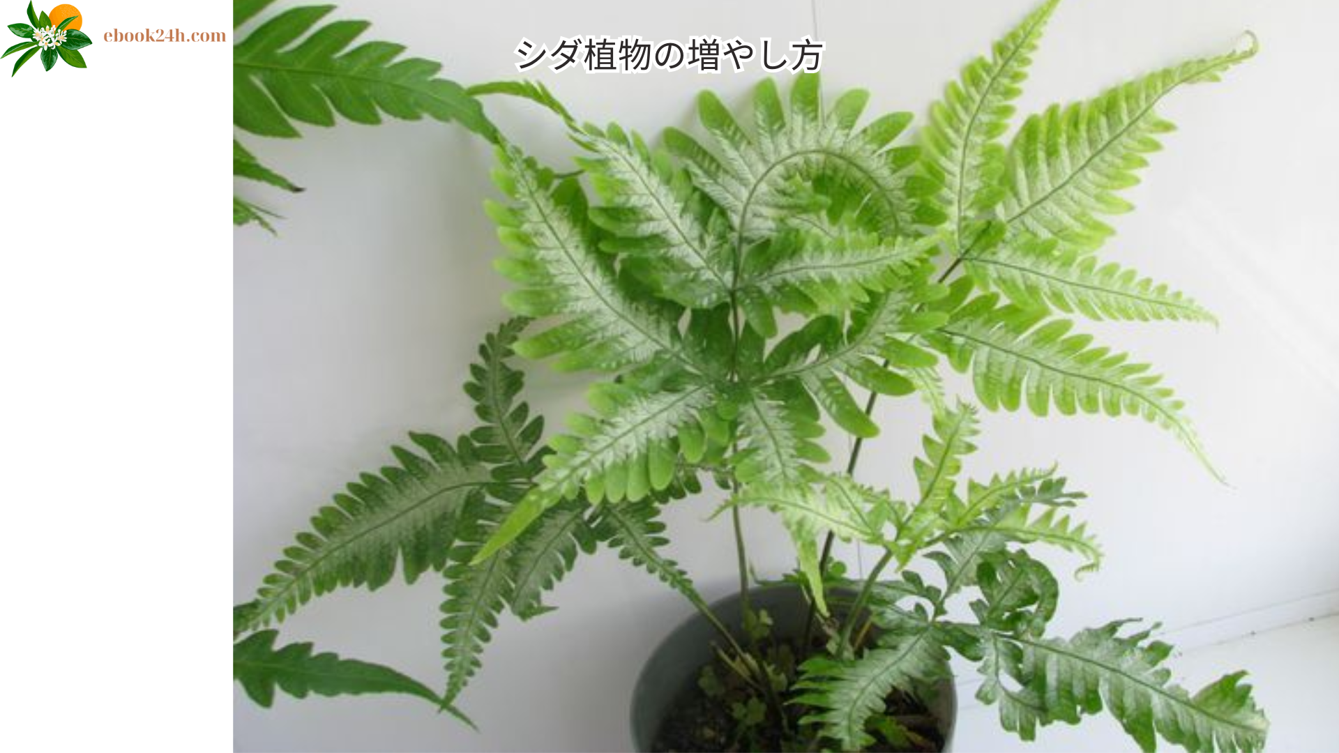 シダ植物の増やし方