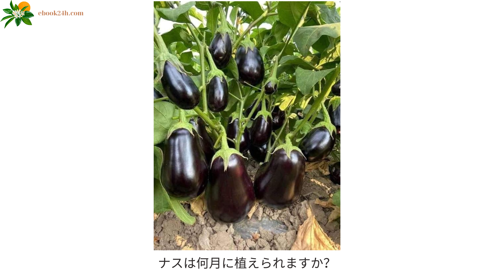 ナスは何月に植えられますか？