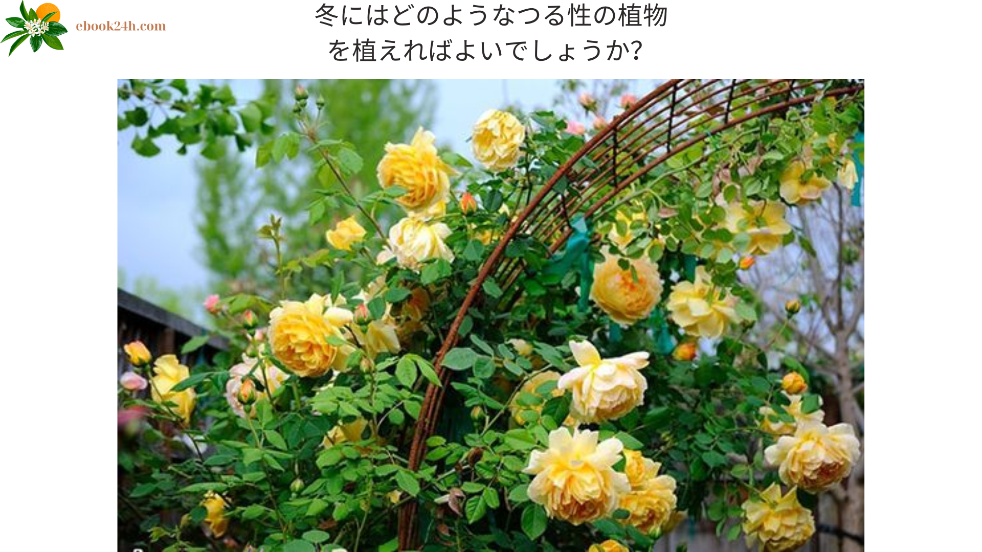 冬にはどのようなつる性の植物を植えればよいでしょうか？