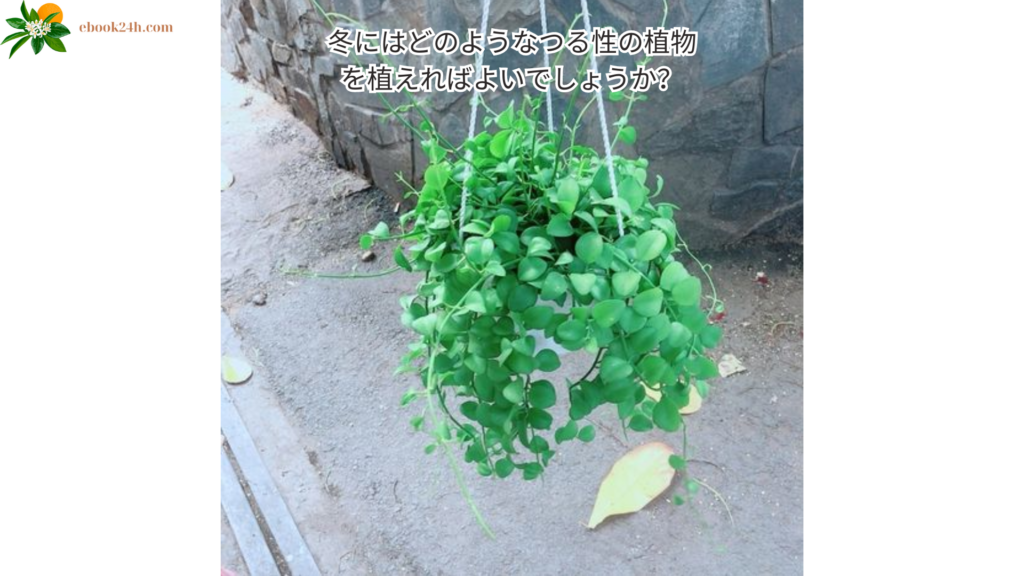 冬にはどのようなつる性の植物を植えればよいでしょうか？