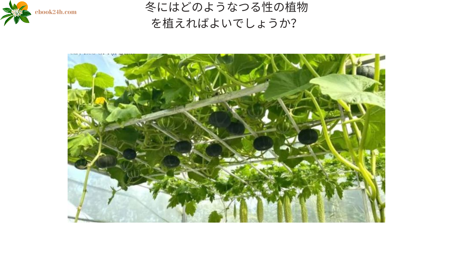 冬にはどのようなつる性の植物を植えればよいでしょうか？ (3)