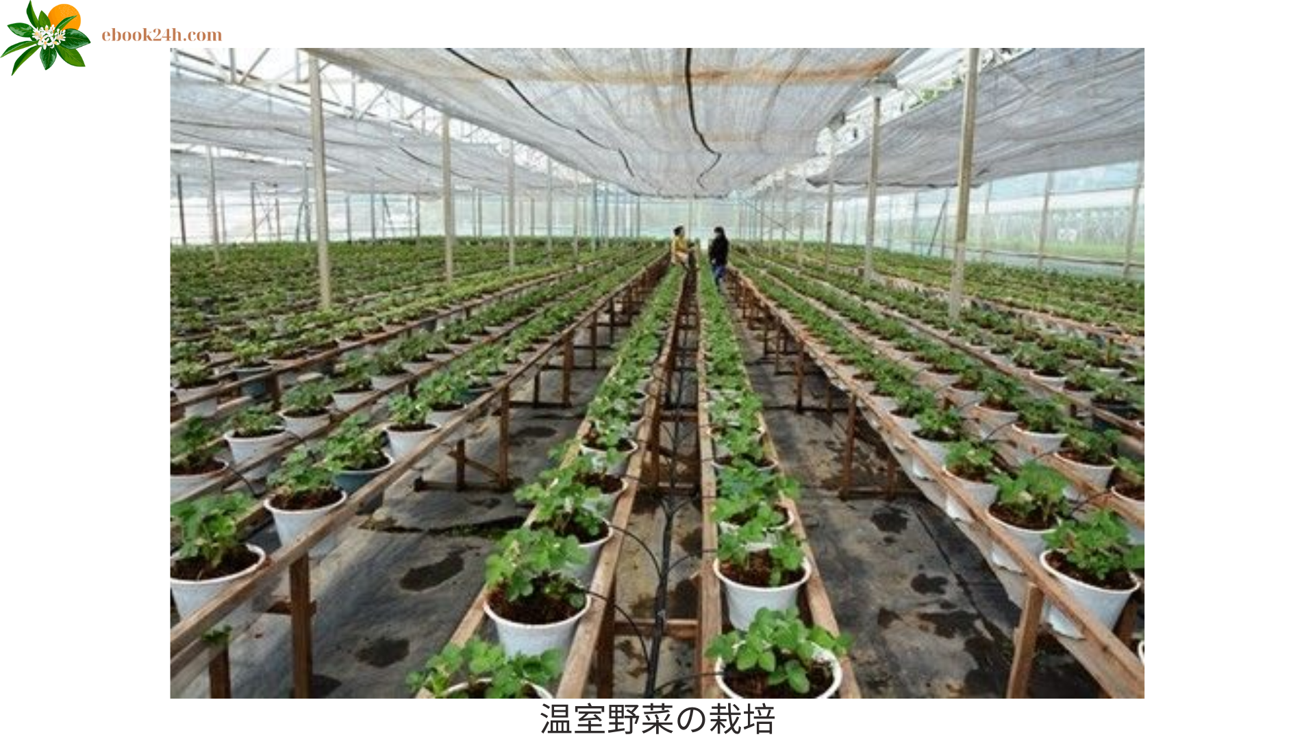 温室野菜の栽培