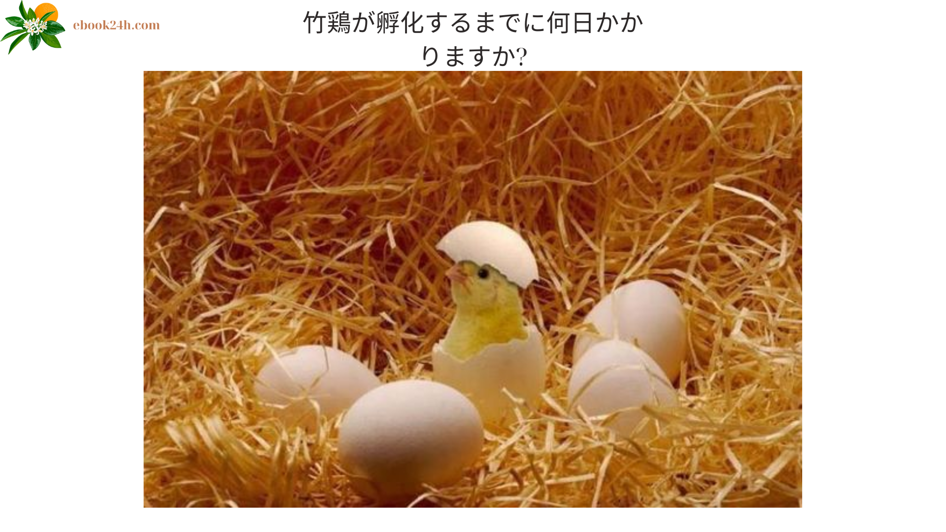 竹鶏が孵化するまでに何日かかりますか (1)