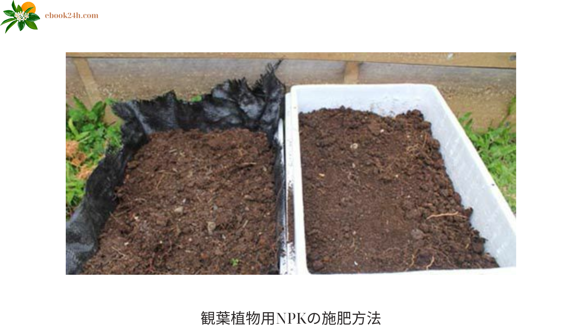 観葉植物用NPKの施肥方法