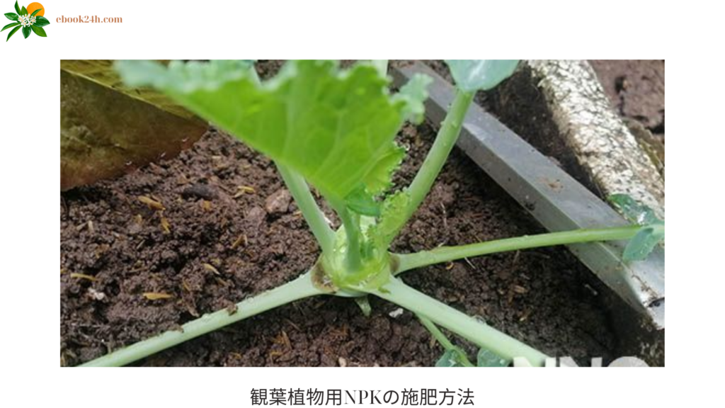 観葉植物用NPKの施肥方法