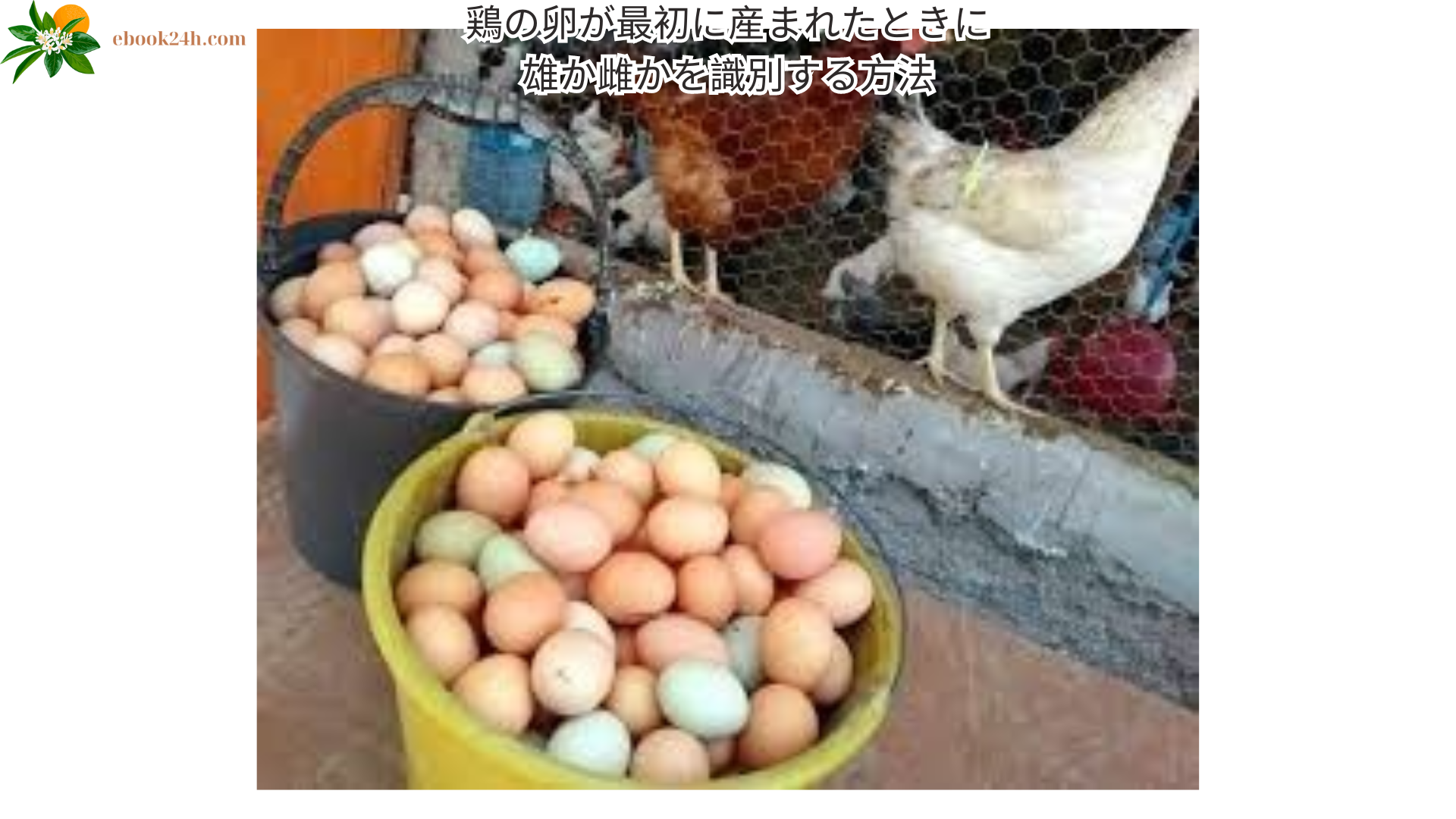 鶏の卵が最初に産まれたときに雄か雌かを識別する方法