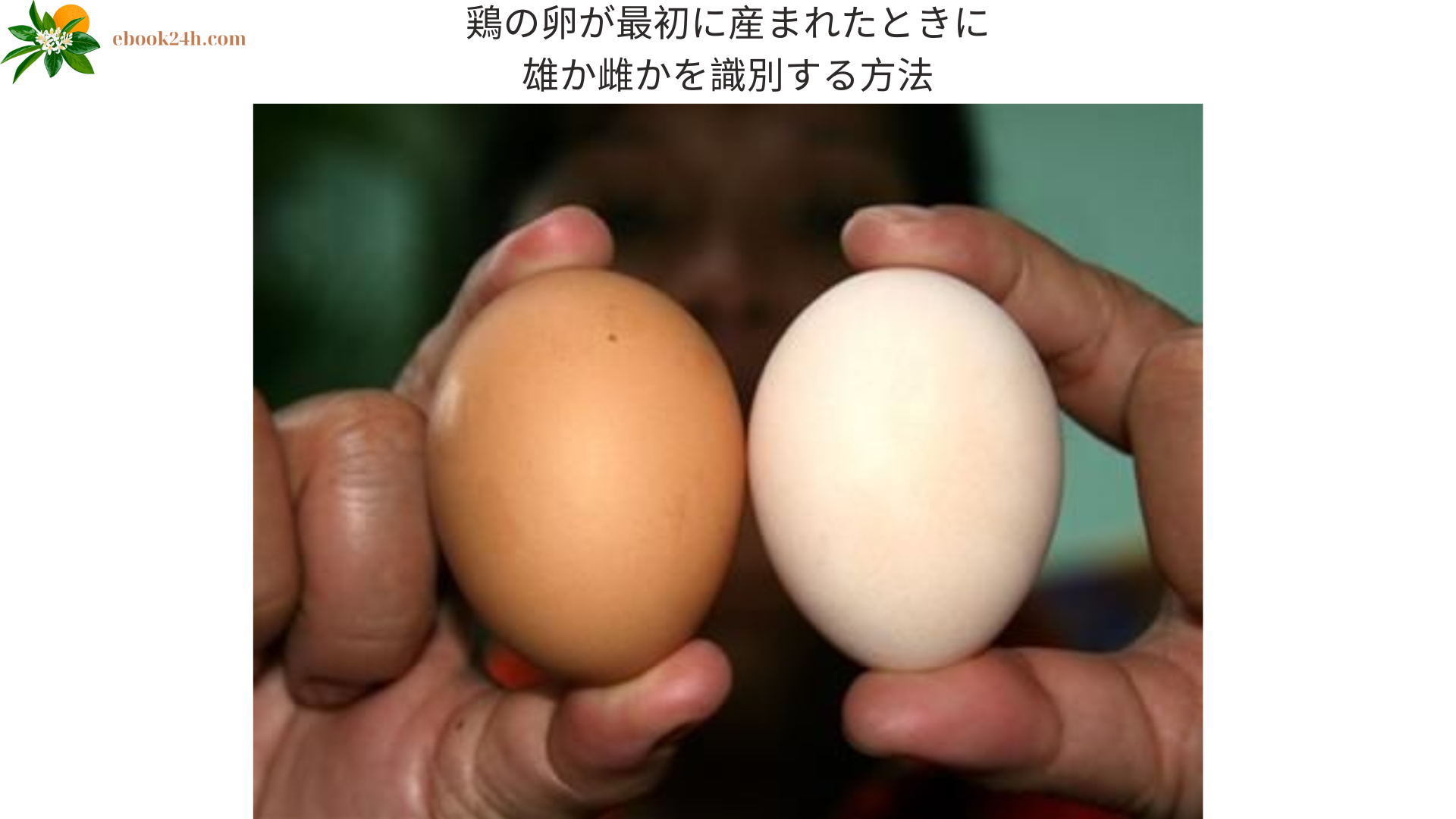 鶏の卵が最初に産まれたときに雄か雌かを識別する方法